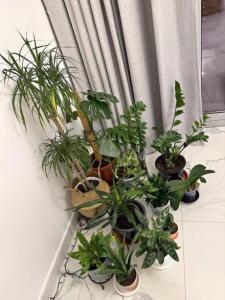 Various plants for sale