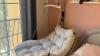 Venus Swing Chair - Beige